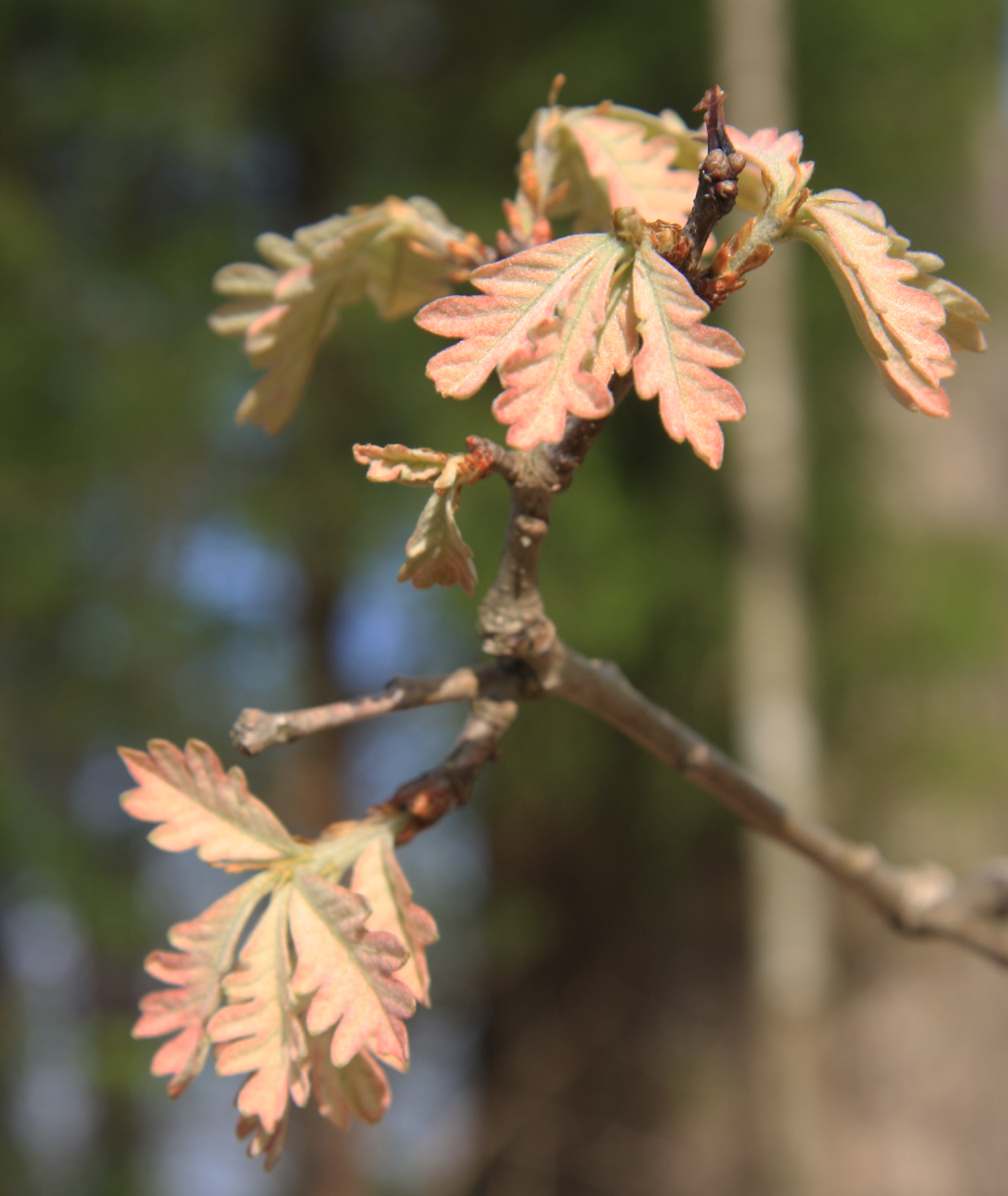 New leaves on a white oak, shown as species reference